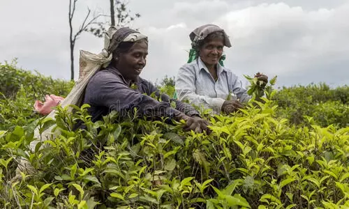 Nearly 500 workers gain as Hollonghabi Tea Estate disburses first puja bonus in Assam