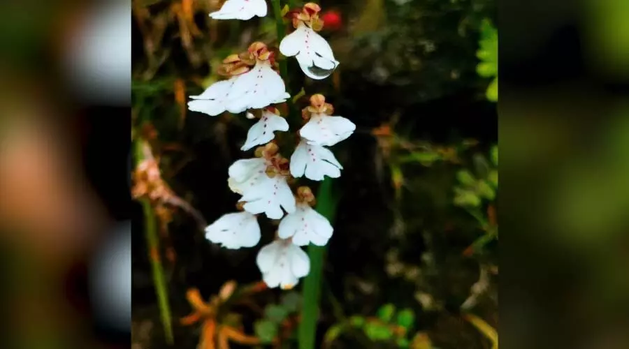 New orchid species discovered at 2,400 metres in Arunachals Dibang Valley