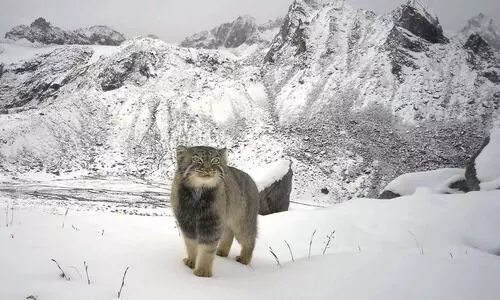 Six wild cat species documented in Arunachal, including rare Pallas’s cat