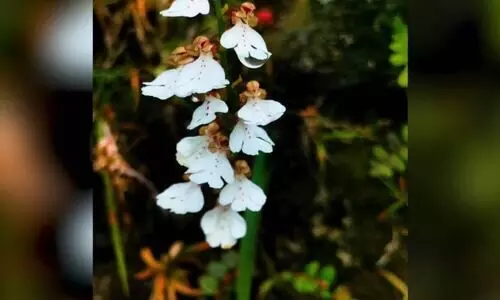 New orchid species discovered at 2,400 metres in Arunachals Dibang Valley