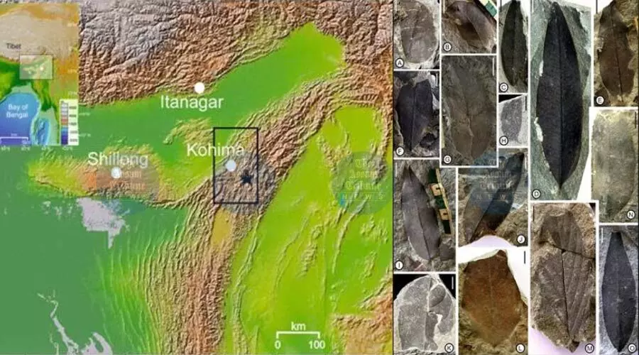 34-million-yr-old Nagaland fossils show how Antarctic ice shaped Indian monsoon