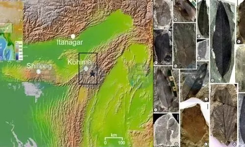 34-million-yr-old Nagaland fossils show how Antarctic ice shaped Indian monsoon