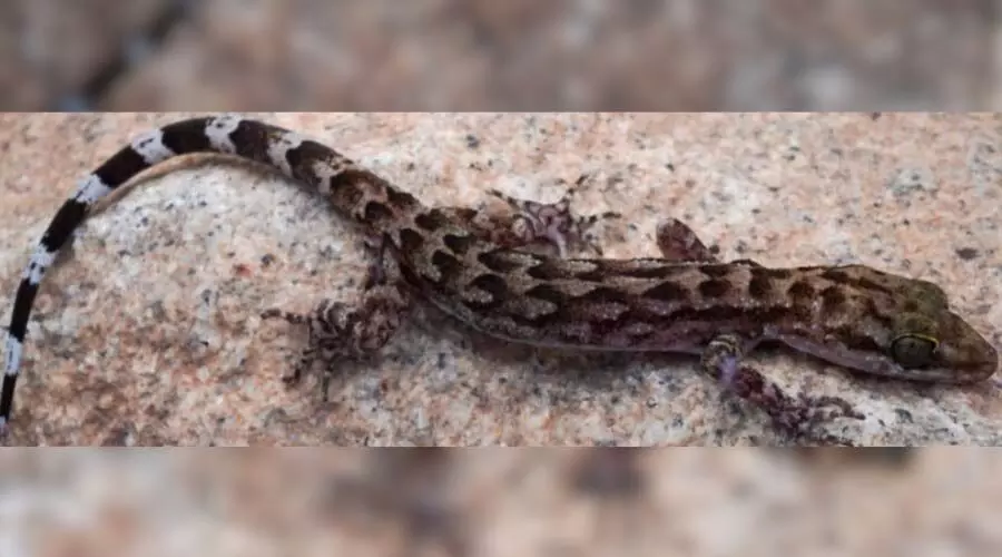 On Forest Martyrs Day, Assam’s new gecko discovery honours state’s forest staff