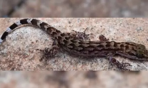 On Forest Martyrs Day, Assam’s new gecko discovery honours state’s forest staff