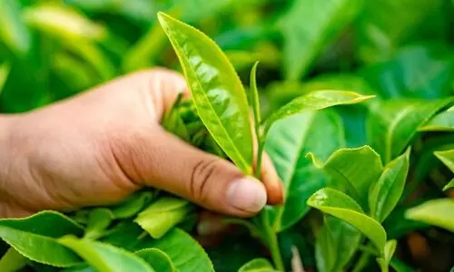 Small tea growers in Upper Assam protest falling leaf prices, demand govt intervention