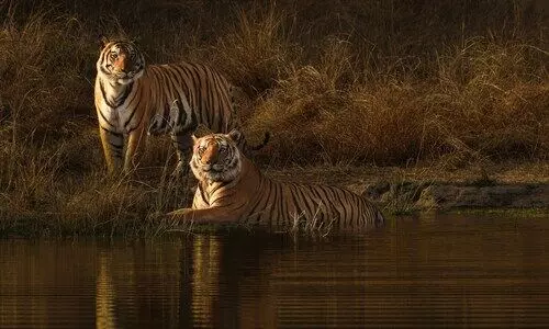 How to Set Up a Successful Wildlife Adventure Trip at the Best Time