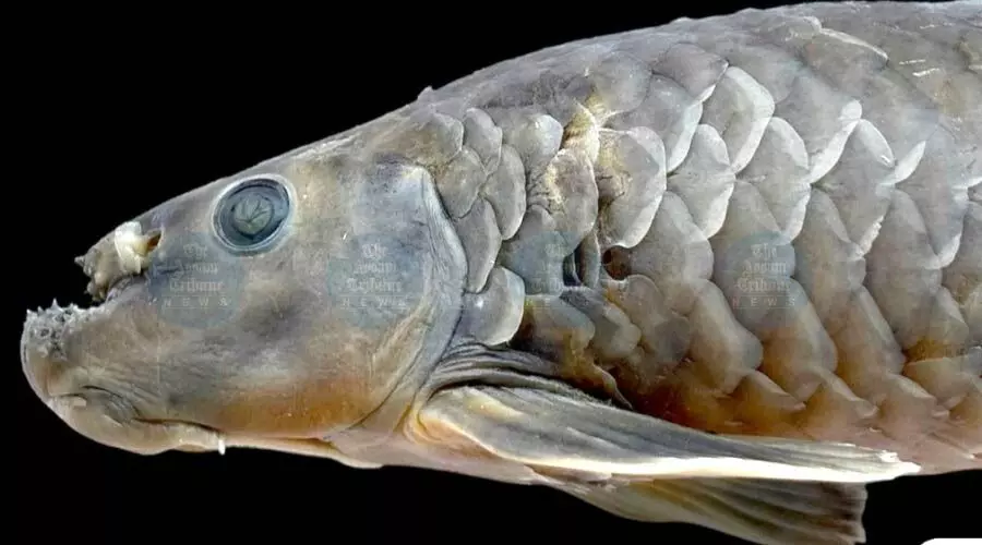 Scientists identify new Labeonine fish species in Manipur’s Nambashi Valley Scientists identify new Labeonine fish species in Manipur’s Nambashi Valley