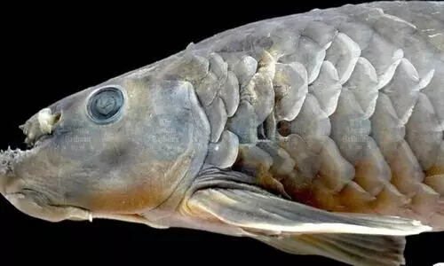 Scientists identify new Labeonine fish species in Manipur’s Nambashi Valley