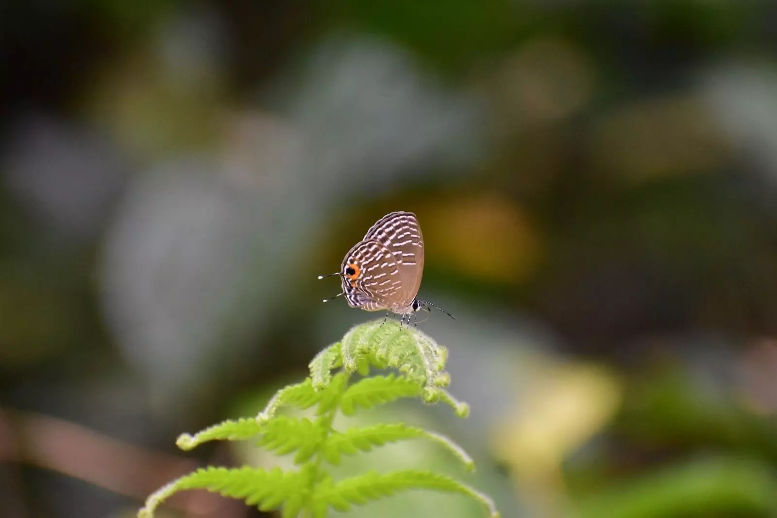 Behali butterfly walk documents 85 species, raises awareness on conservation