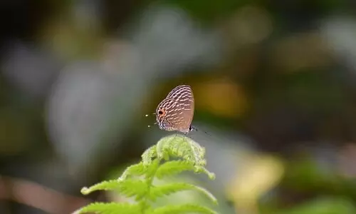 Behali butterfly walk documents 85 species, raises awareness on conservation