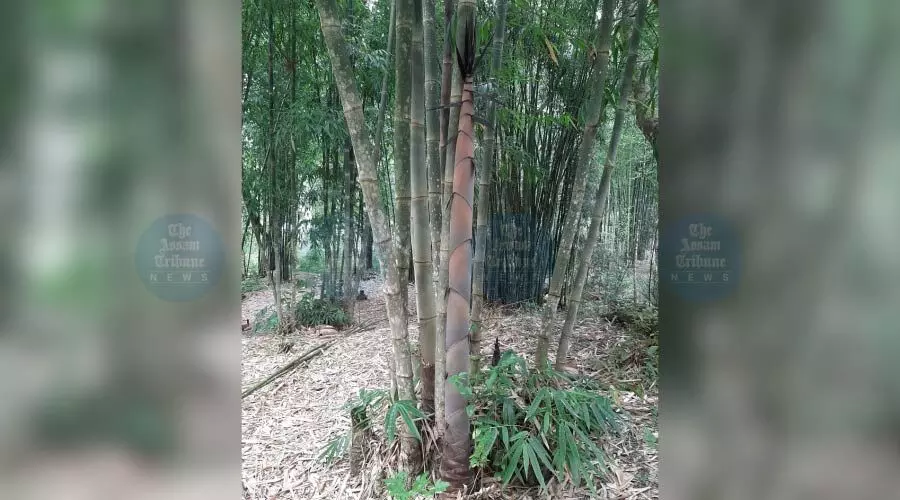 Rodent infestation strikes 15 Mizoram villages; officials link it to Thingtam famine