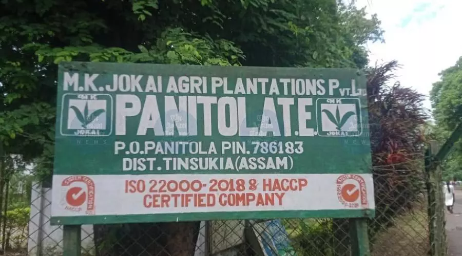 600 agitated workers halt production at Panitola Tea Estate over puja bonus demand 600 agitated workers halt production at Panitola Tea Estate over puja bonus demand