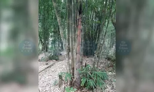 Rodent infestation strikes 15 Mizoram villages; officials link it to Thingtam famine