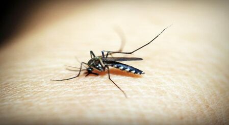 Vietnam’s Hanoi reports rising dengue infections, authorities on high alert