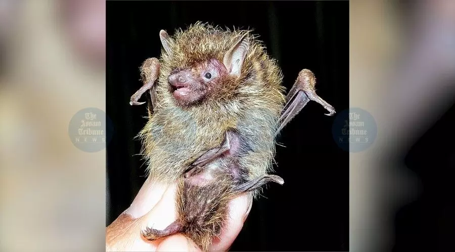 Rare golden-haired tube-nosed bat found in Mizoram, tally rises to 136