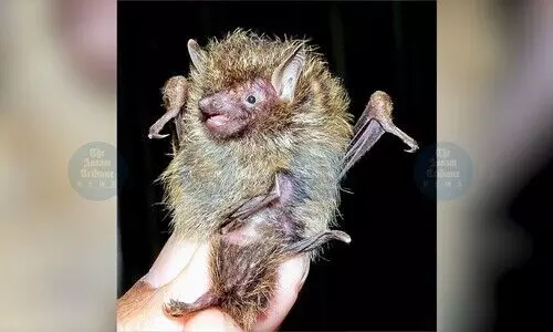 Rare golden-haired tube-nosed bat found in Mizoram, tally rises to 136