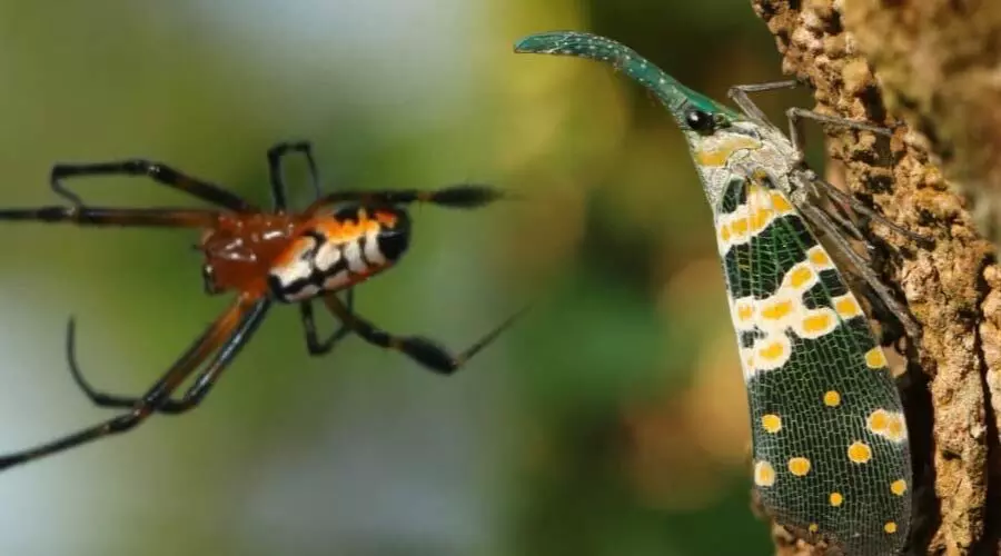 Kaziranga National Park records 283 insect & spider species in first-ever survey Kaziranga National Park records 283 insect & spider species in first-ever survey