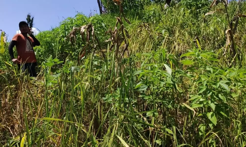 Rodent infestation destroys 42% of harvest in Mizoram, over 5,000 farmers affected