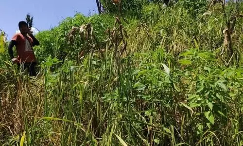 Rodent infestation destroys 42% of harvest in Mizoram, over 5,000 farmers affected