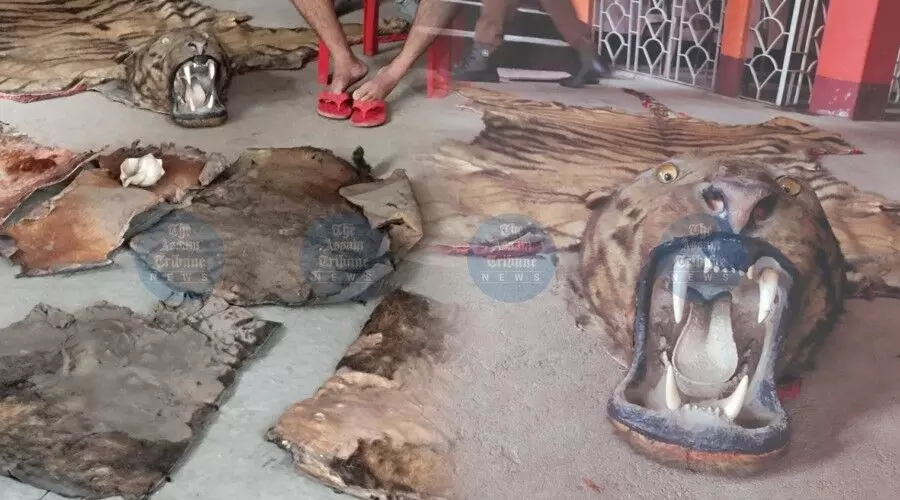 Complete tiger skin, deer hides seized in Guwahati; self-styled godman held Complete tiger skin, deer hides seized in Guwahati; self-styled godman held