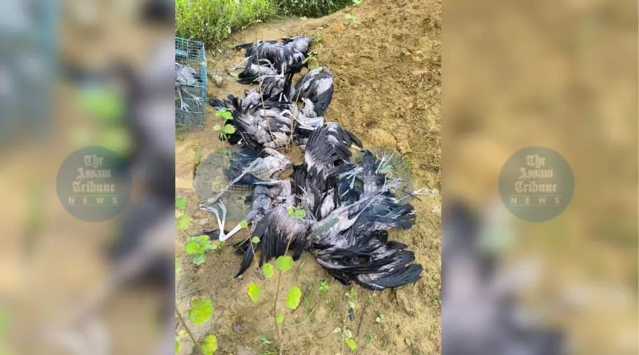 Storm kills 23 Asian openbill storks in Digboi; six rescued, treated at sanctuary