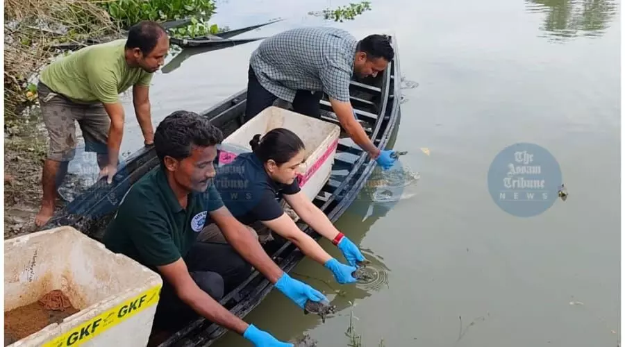 104 rare turtles released in Pobitora Wildlife Sanctuary for in-situ conservation 104 rare turtles released in Pobitora Wildlife Sanctuary for in-situ conservation