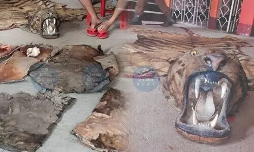 Complete tiger skin, deer hides seized in Guwahati; self-styled godman held