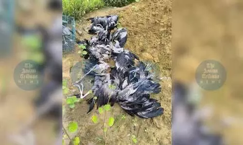 Storm kills 23 Asian openbill storks in Digboi; six rescued, treated at sanctuary