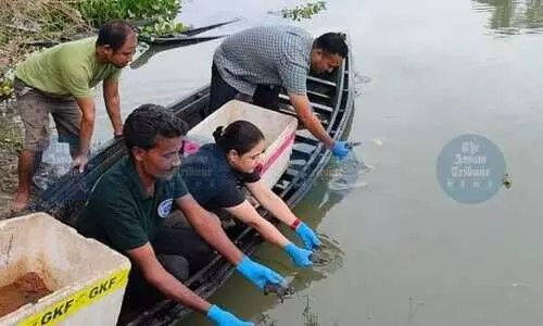 104 rare turtles released in Pobitora Wildlife Sanctuary for in-situ conservation