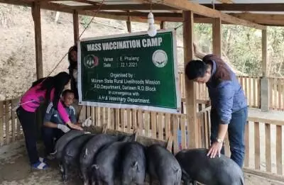 Mizoram battles ASF outbreak; 3,455 pigs culled, losses reach Rs 110.36 crore