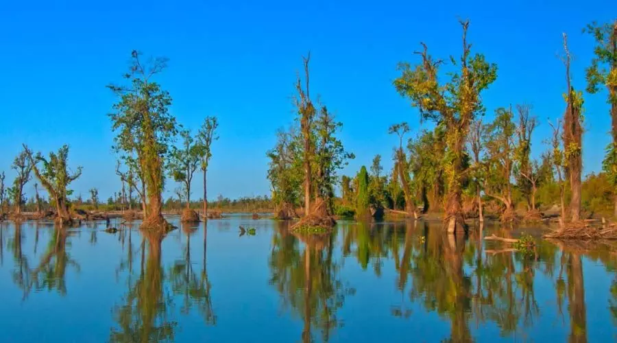 Dibru-Saikhowa’s ecology under threat; experts, activists slam Assam govt Dibru-Saikhowa’s ecology under threat; experts, activists slam Assam govt