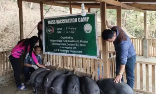 Mizoram battles ASF outbreak; 3,455 pigs culled, losses reach Rs 110.36 crore