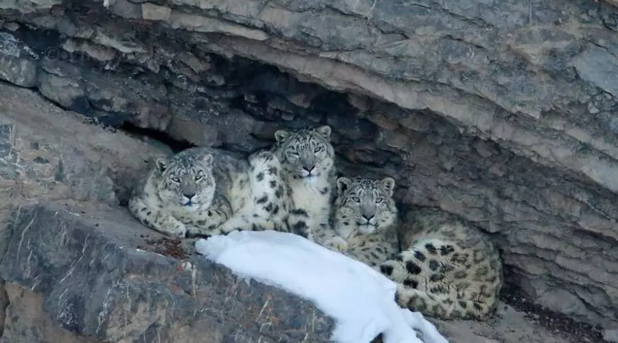 Snow leopard population in Himachal Pradesh rises 62% in four yrs, hits 83: Survey