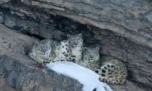 Snow leopard population in Himachal Pradesh rises 62% in four yrs, hits 83: Survey