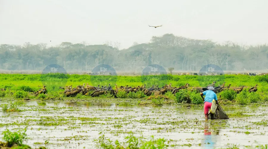 Centuries-old Dorabeel wetland under threat from industrial expansion