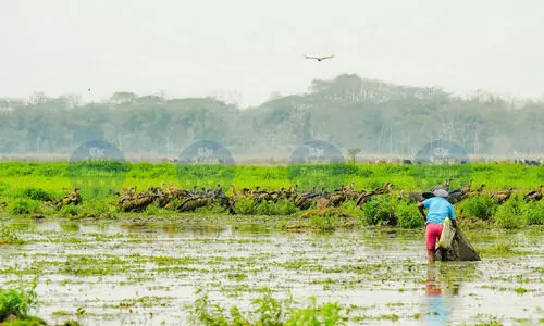 Centuries-old Dorabeel wetland under threat from industrial expansion