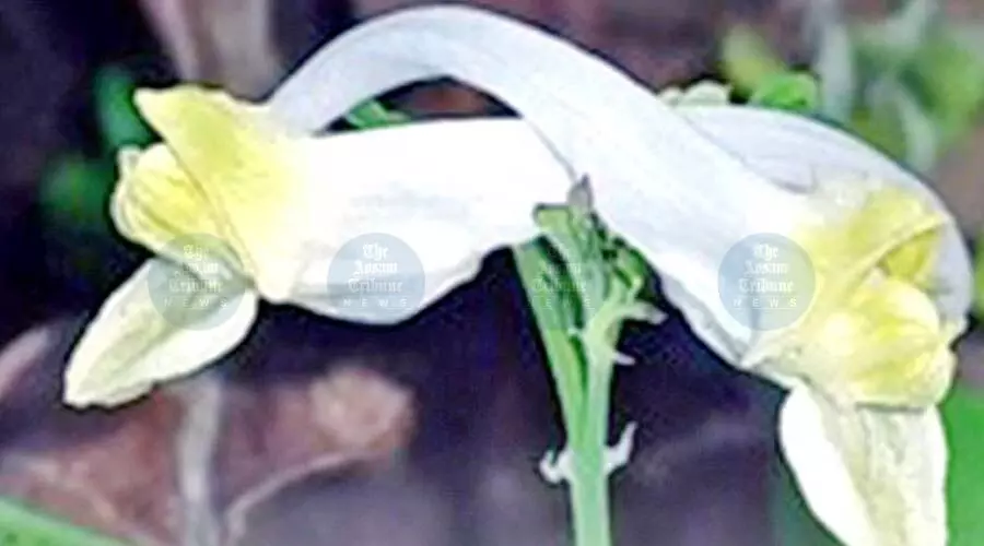New flowering plant found in Arunachal forests; only 12 known in wild