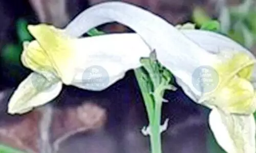 New flowering plant found in Arunachal forests; only 12 known in wild