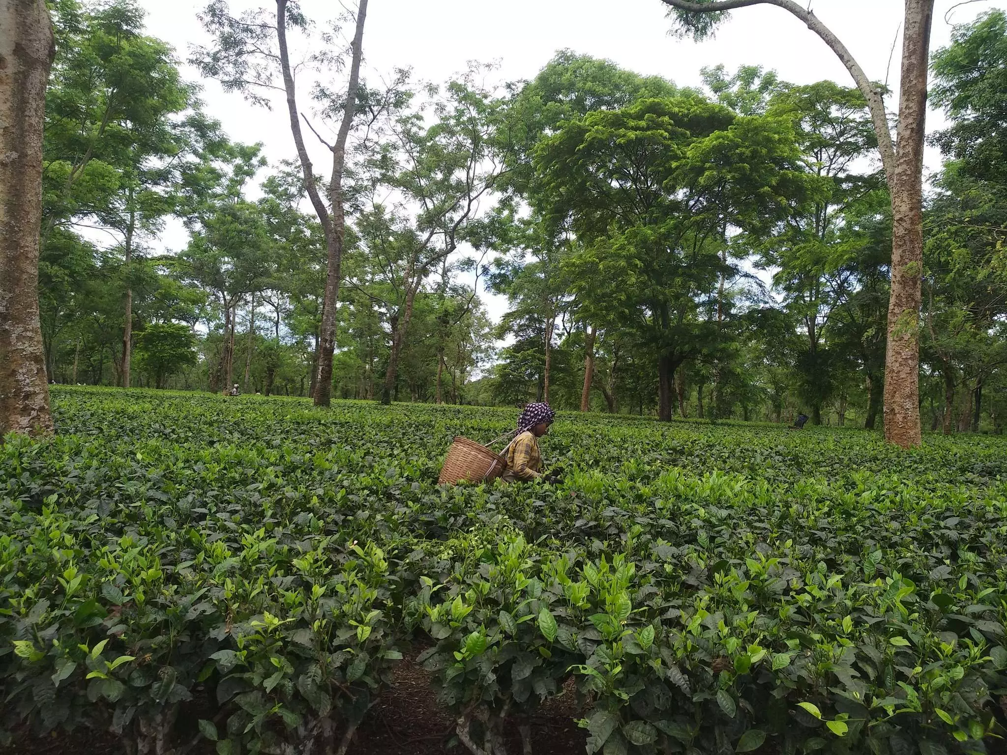 Tea, Adivasi communities plan massive protest in Tinsukia ahead of CM Sarma’s visit