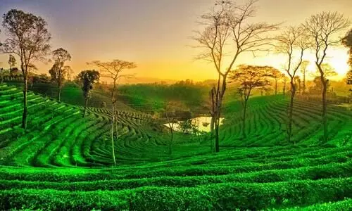 Dibrugarh citizens advocate urban forest project to save city’s lush tea estates