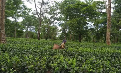 Tea, Adivasi communities plan massive protest in Tinsukia ahead of CM Sarma’s visit