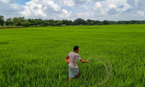 Farmers to earn Rs 84,263 crore from rabi crops after MSP hike for 2026-27