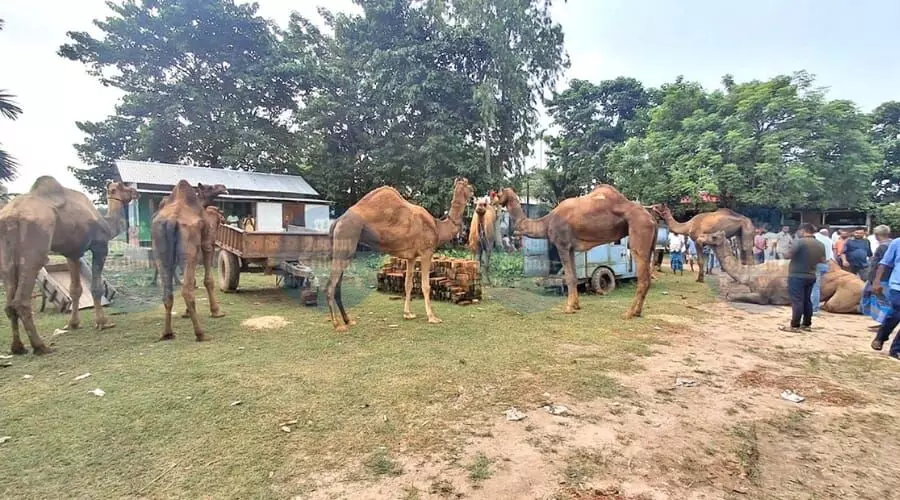 Gauripur Police foil camel smuggling attempt, recovers 14 in Dhubri