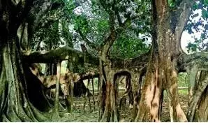 Meet Assam’s living elders: These 500-year-old trees breathe history, folklore