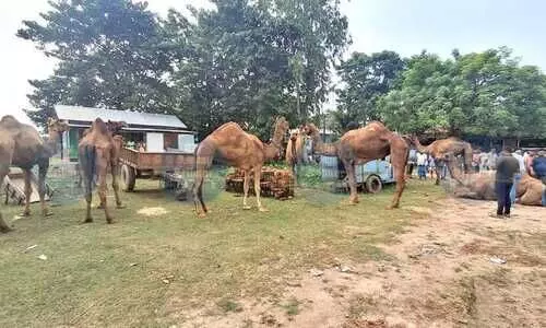 Gauripur Police foil camel smuggling attempt, recovers 14 in Dhubri
