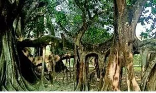 Meet Assam’s living elders: These 500-year-old trees breathe history, folklore
