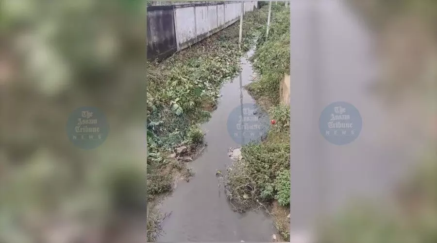 Industrial waste from ethanol plants triggers ecological crisis in Goalpara’s Mornoi