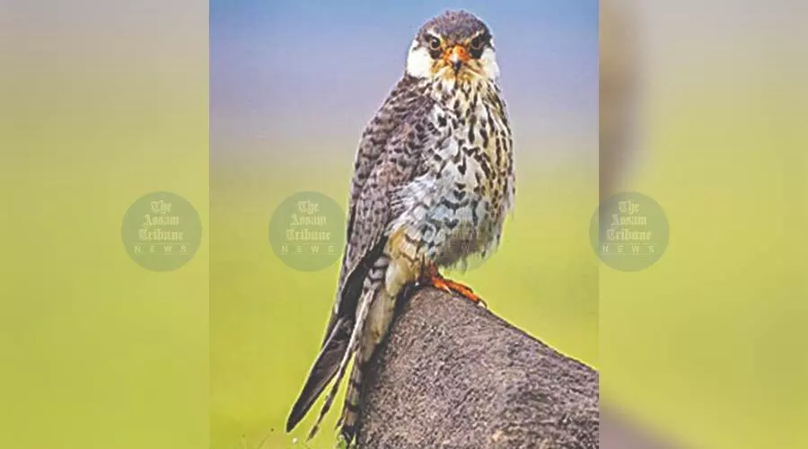 Manipur imposes ban on hunting of Amur Falcons in Tamenglong Manipur imposes ban on hunting of Amur Falcons in Tamenglong