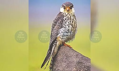 Manipur imposes ban on hunting of Amur Falcons in Tamenglong