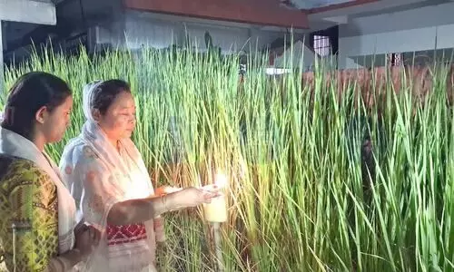 From lamps in fields to lights in shops, state observes Kati Bihu & Dhanteras together